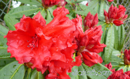 red rhododendrons