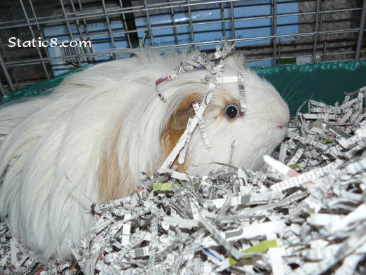 Wide Eyed Guinea Pig