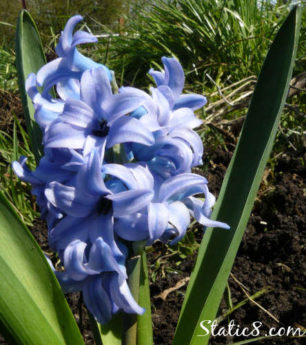 hyacinth