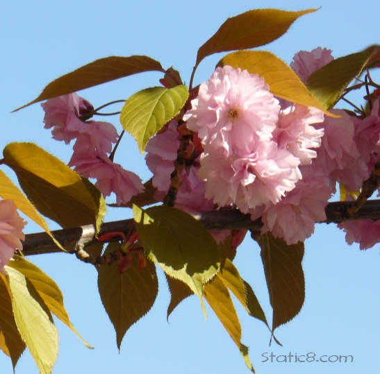 blossoms on a blue sky day