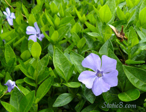 periwinkle