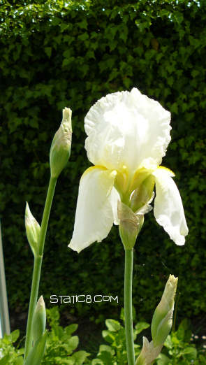 11 may iris