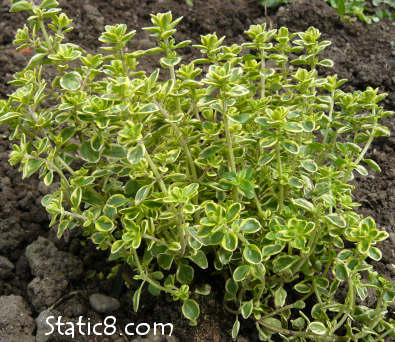 Lemon Thyme