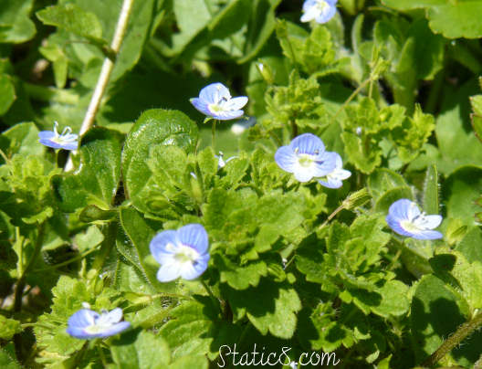 cute lil blue wildflowers