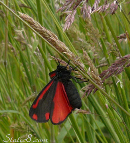 Cinnabar moth