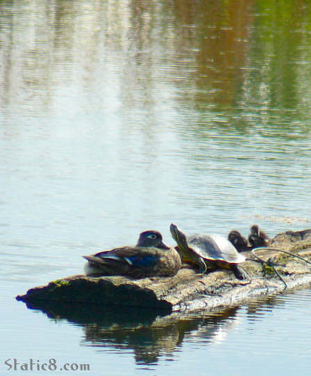 duck turtle duckling duckling