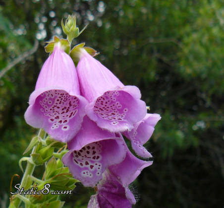 Foxglove