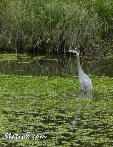 great blue heron