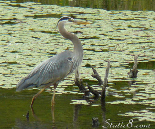 Great Blue Heron