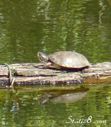 Western Pond Turtle