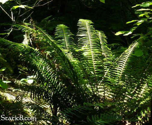 fern in the forest