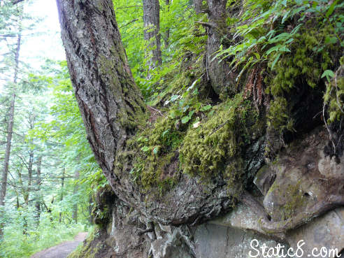 trees growing on the cliff