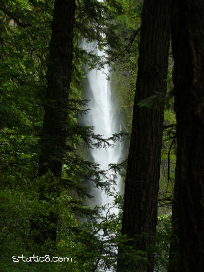 Through the trees