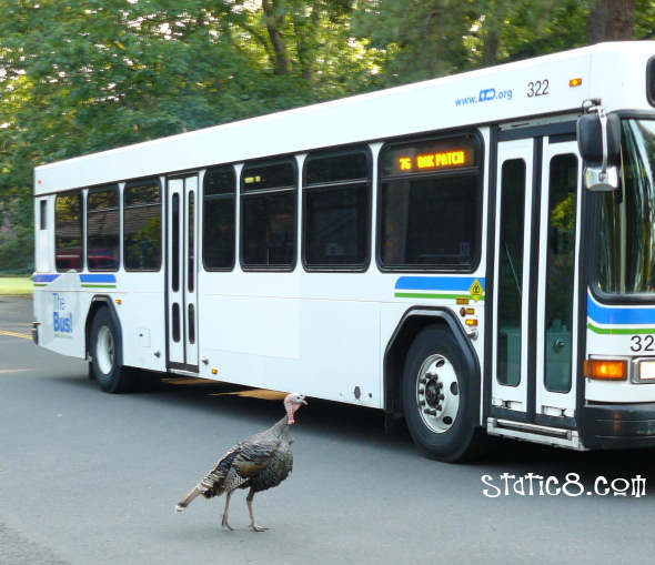 Bus honks at the turkeys
