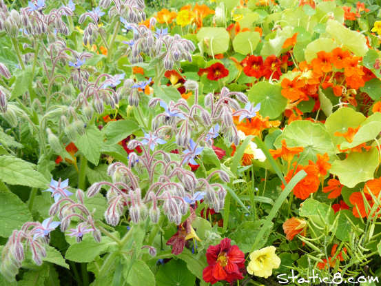 borage and nasturtiums