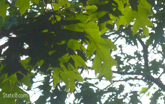 oak leaves