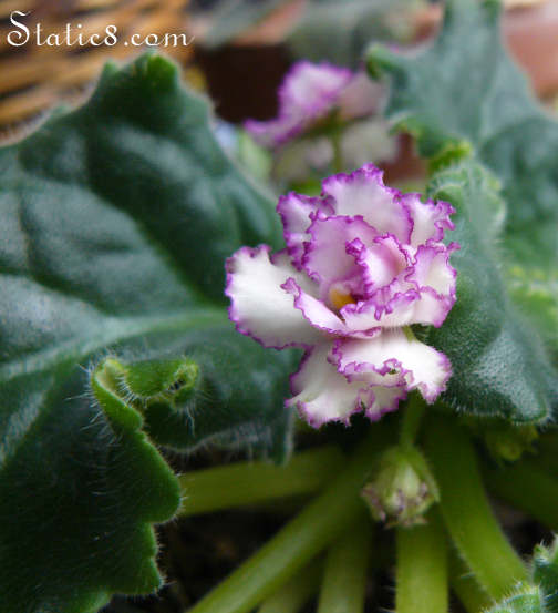 african violet