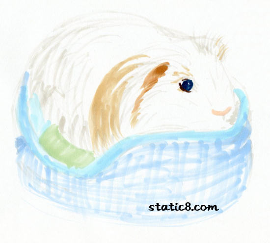 rhino the guinea pig