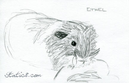 sketch of Ethel the guinea pig