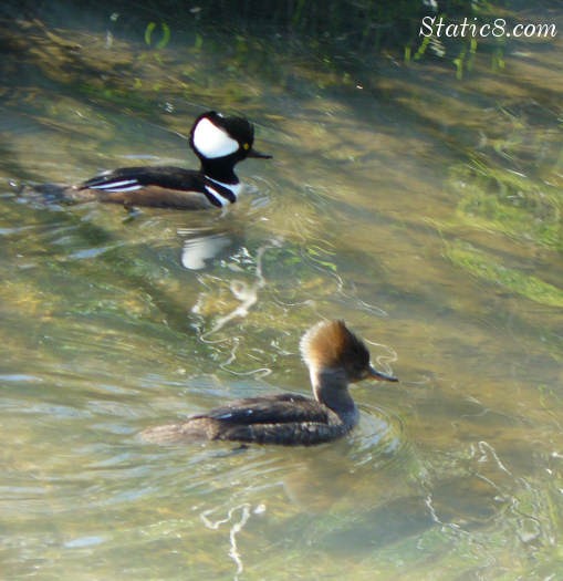 Hooded Merganser couple