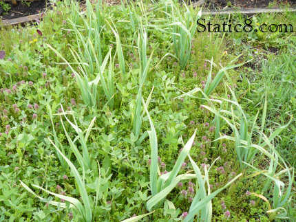 Garlic in the community garden plot