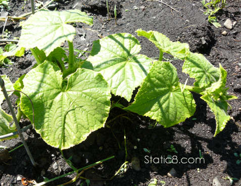 a happy cucumber hybrid