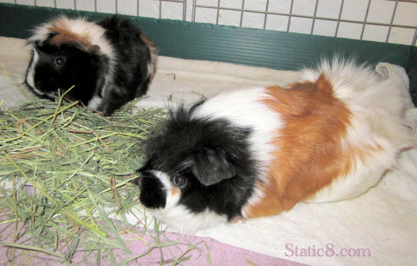 piggies eating hay
