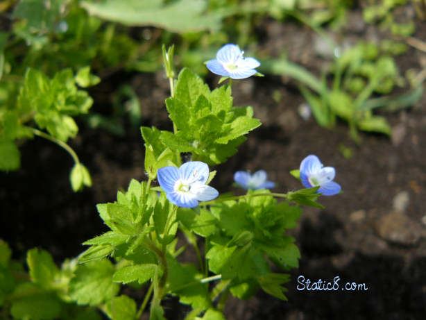 tiny wild flowers