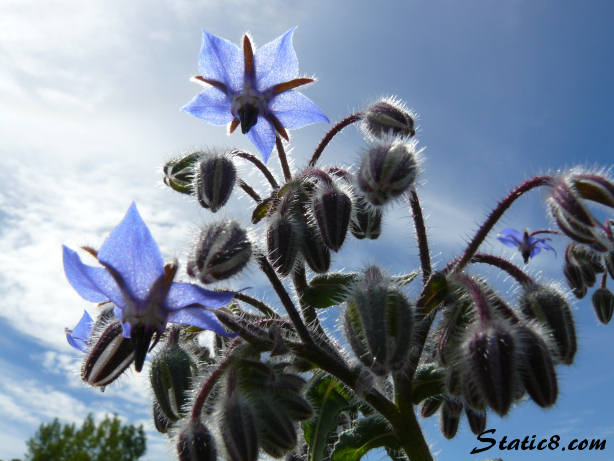 borage is not a weed