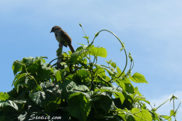 sparrow in the community garden