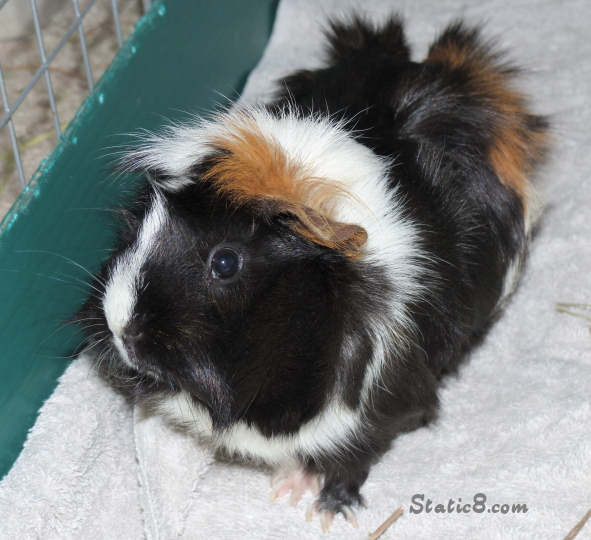 lucy the guinea pig