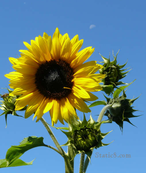 first sunflower