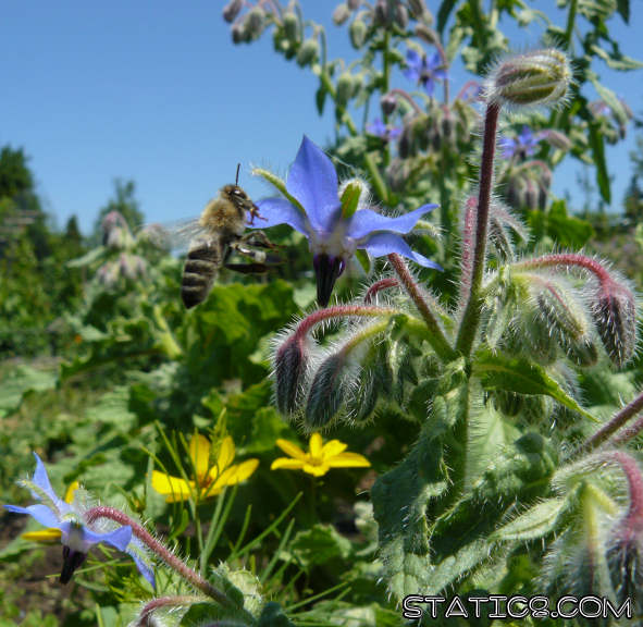 Borage Bee