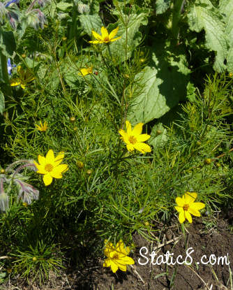 Coreopsis