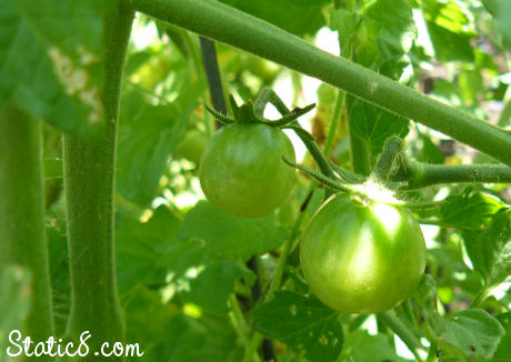 green toms