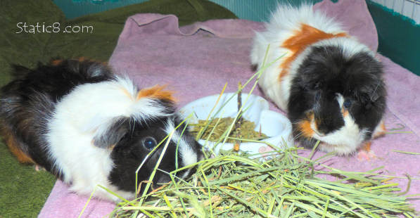 two piggies with hay