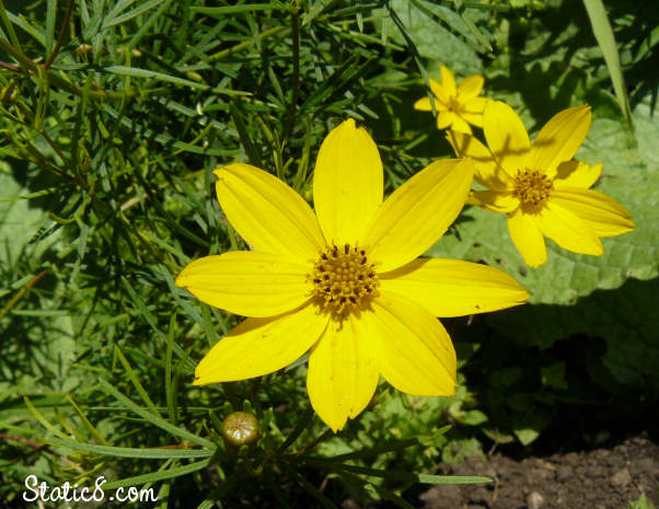 Coreopsis Close Up