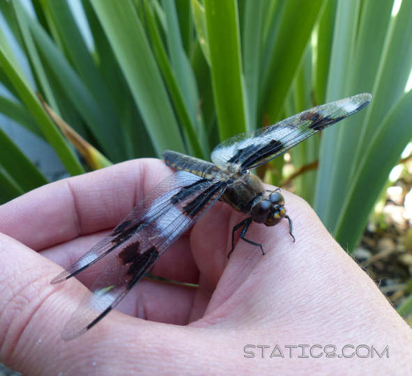 holding a dragonfly