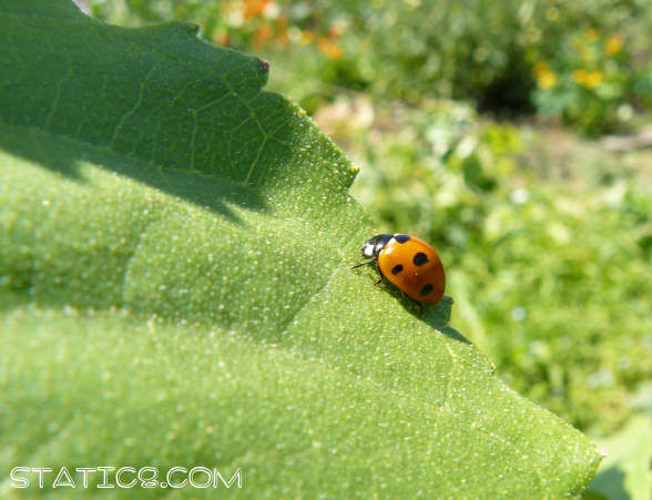 Lady Bug