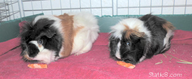 two piggies, two carrots