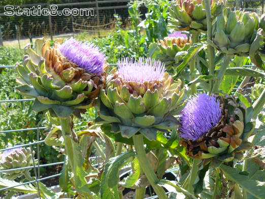 artichoke blooms