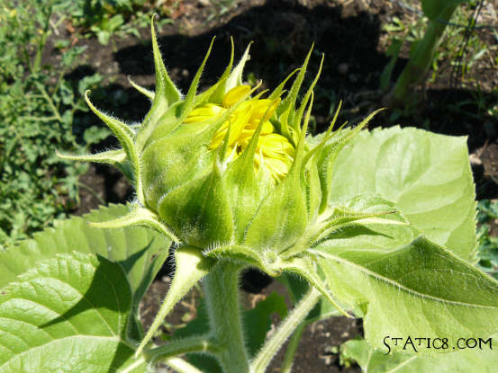 baby sunflower