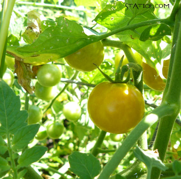 sun gold cherry tomatoes