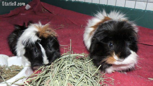 guinea pigs