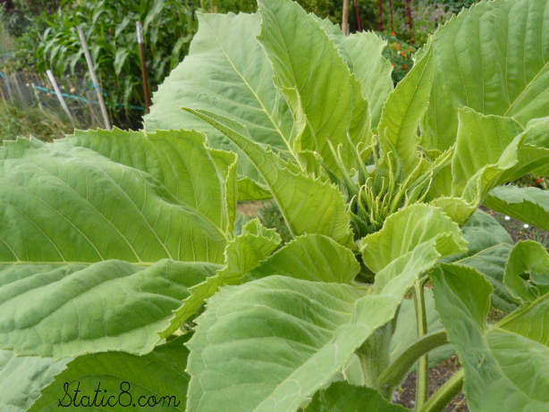 top of the sunflower