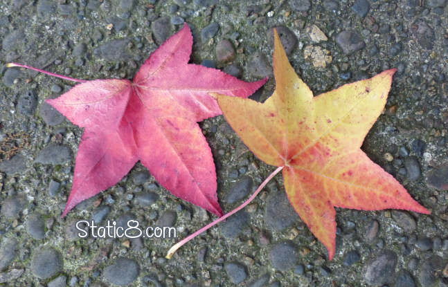 Sweet Gum leaves