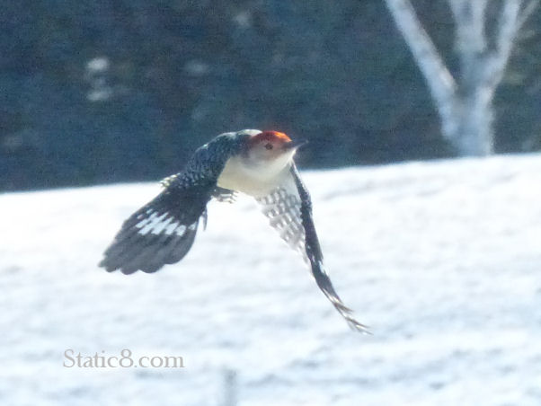 flying woodpecker