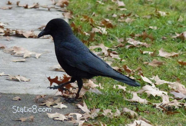 friendly crow