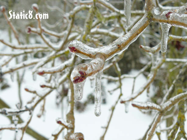 Icy Lilac