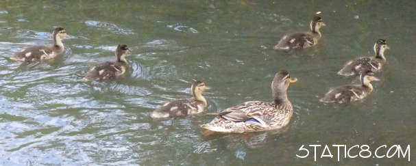 6 ducklings